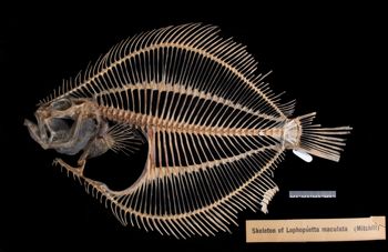 Media type: image;   Ichthyology 155935 Aspect: lateral,description